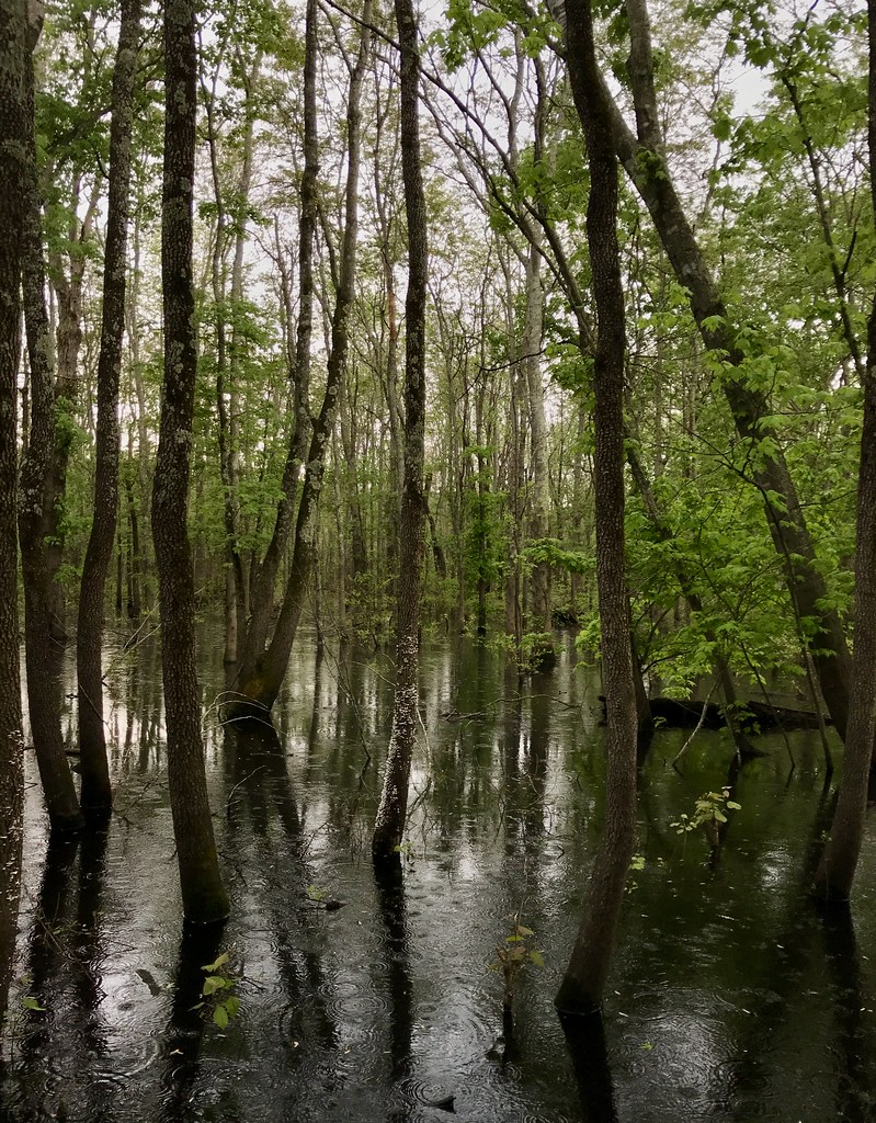 Mingo National Wildlife Refuge Puxico, Missouri Joan Amero Flickr