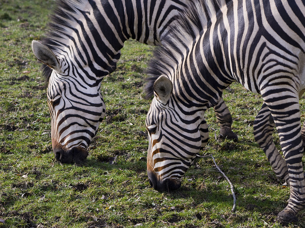 Cleveland Metroparks Zoo 02172017 Hartmanns Mountain Z… Flickr