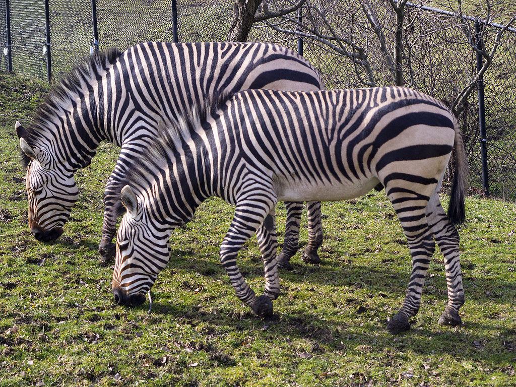 Cleveland Metroparks Zoo 02172017 Hartmanns Mountain Z… Flickr