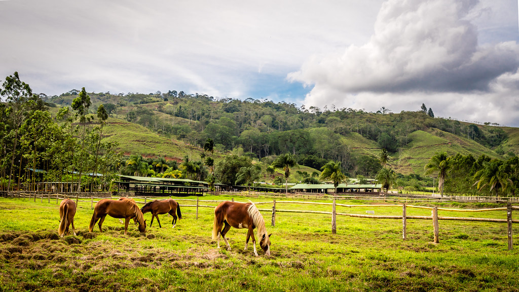 CostaRica_23APR2019209351 Horse Farm, Costa Rica Flickr