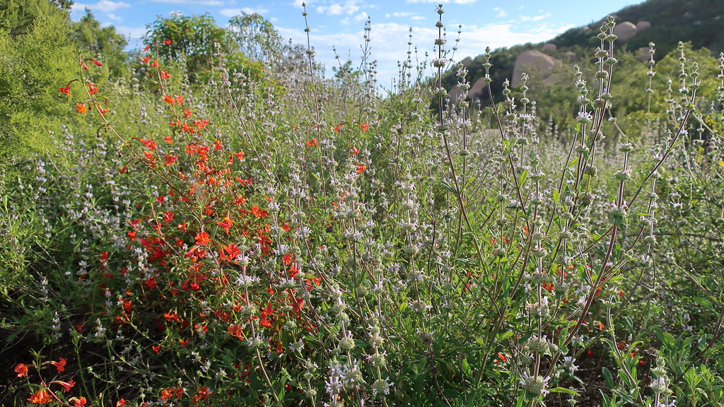 190428 067 De Luz, De Luz Heights Road Salvia mellifera … Flickr
