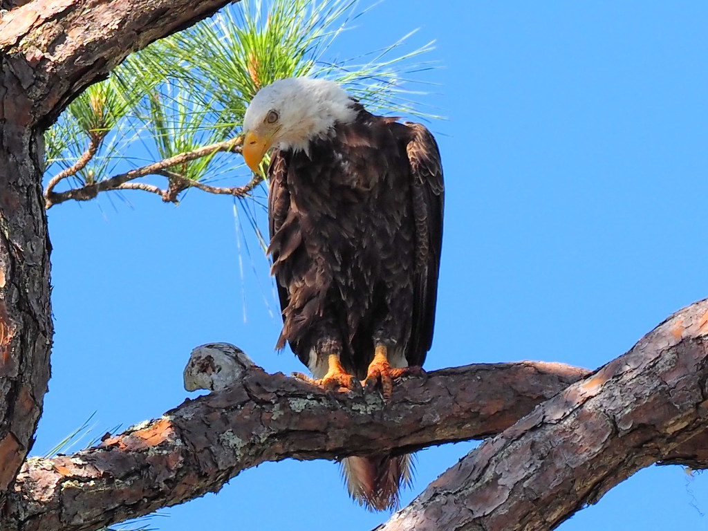 BE974 Adult Bald Eagle Temple Baptist Church Bald Eagle Ne… Flickr