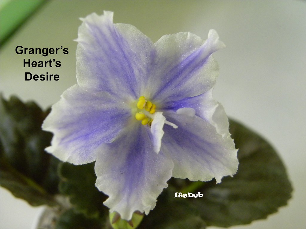 Granger's Heart's Desire Flower 02 Signed ItsDeb Deb Nitz Flickr