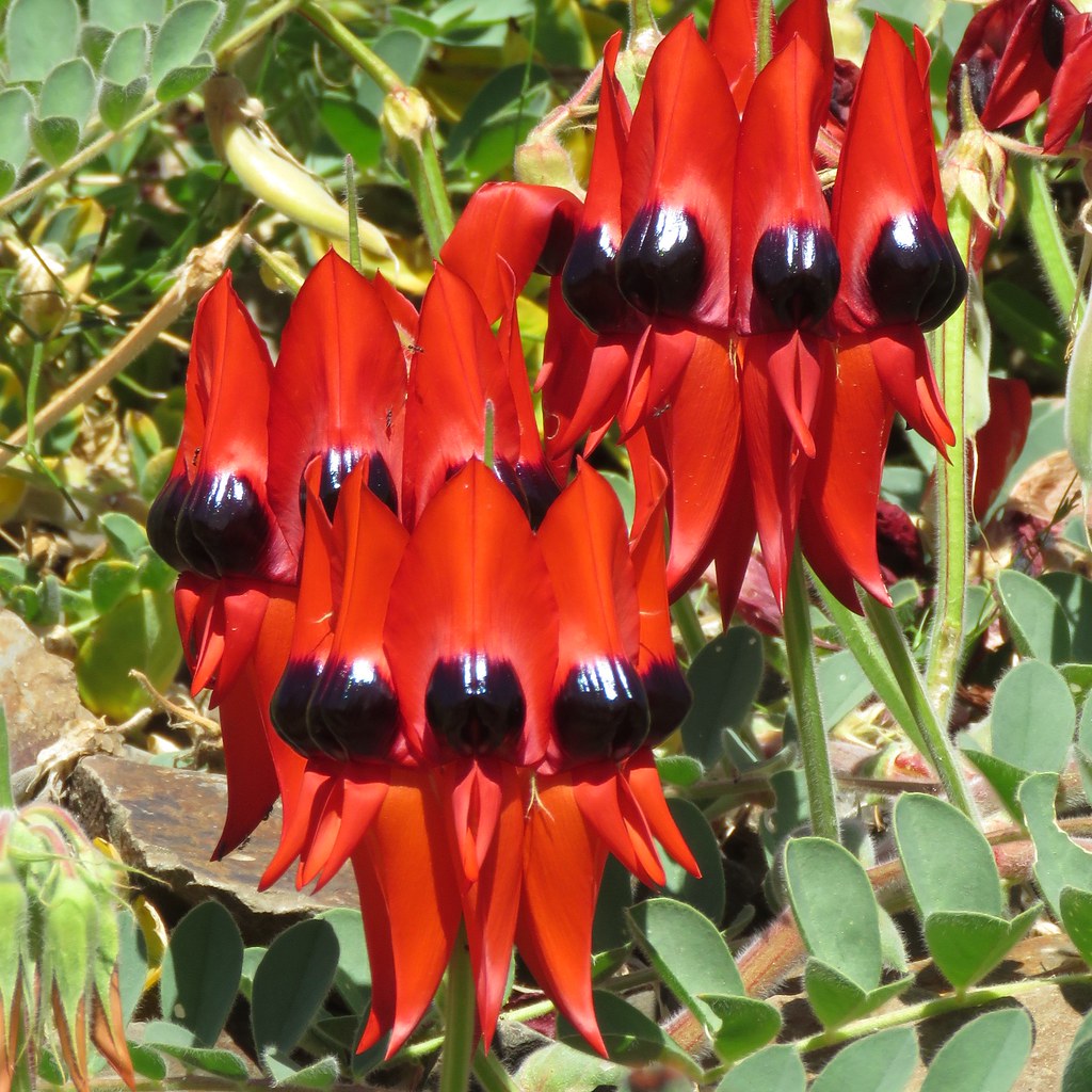 Swainsona formosa Flowers of Sturt's Desert Pea, Swainsona… Flickr