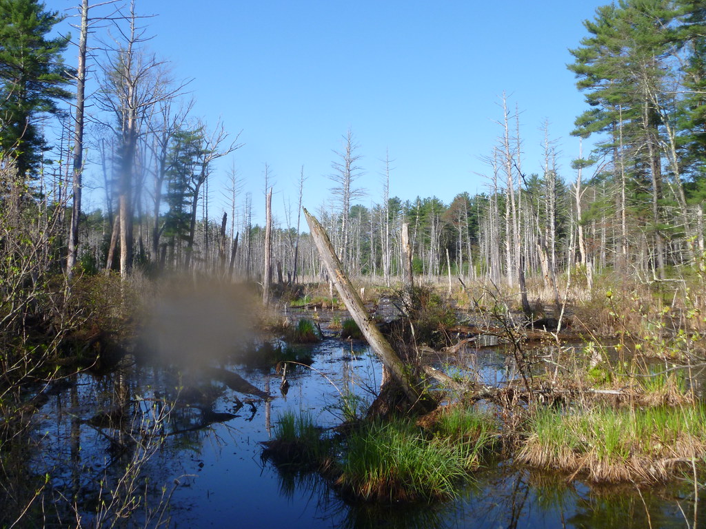 Musquash Conservation Area Allan Lim Flickr