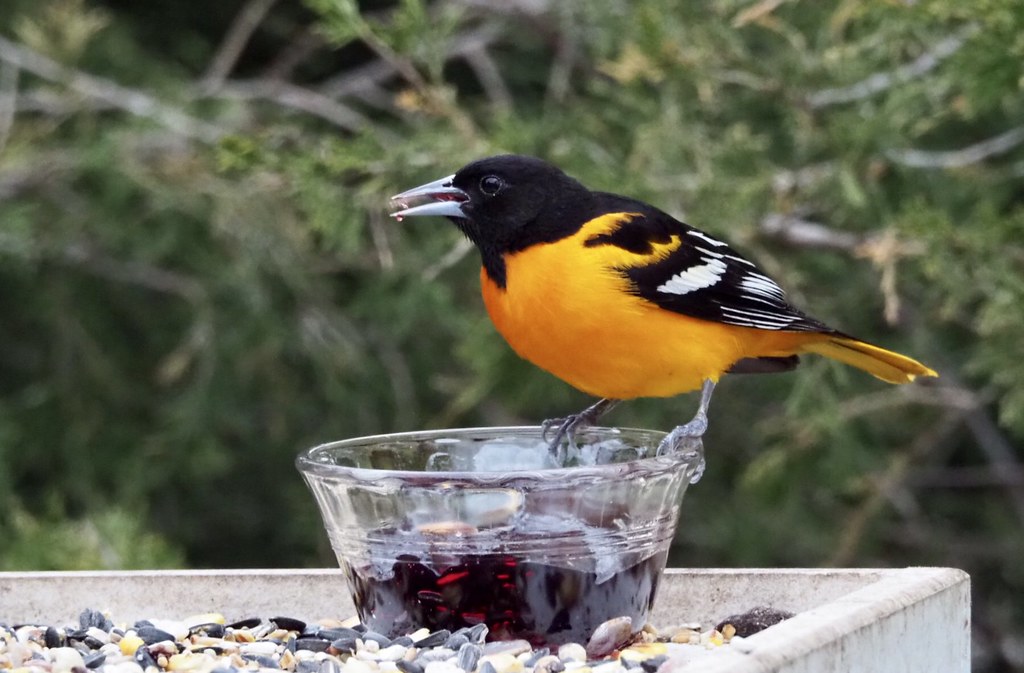Enjoying Jelly Finally the Orioles have showed up. This mo… Flickr