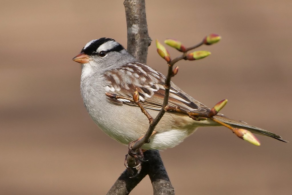 Whitecrowned sparrow The Whitecrowned Sparrow is a large… Flickr