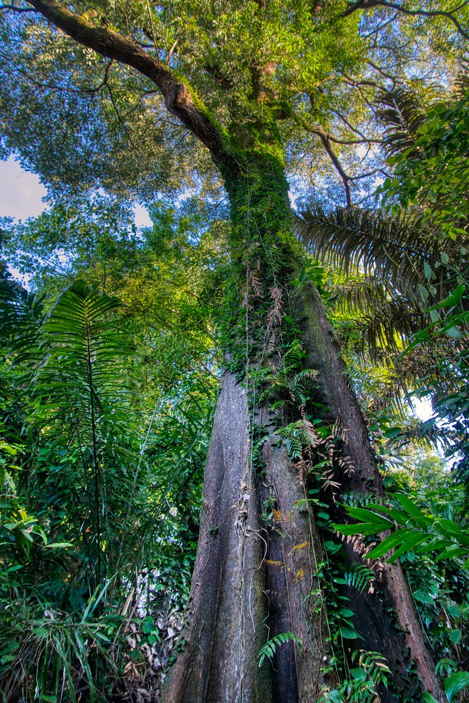 Common Pulai (Alstonia angustiloba) a heritage tree at t