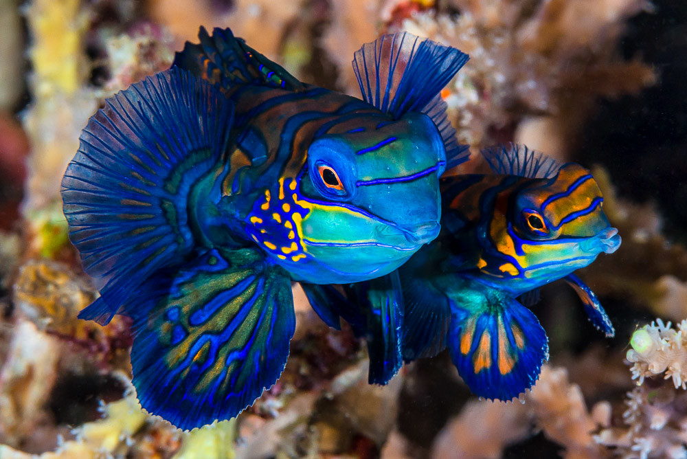 Mandarinfish, spawning pair Synchiropus splendidus Flickr