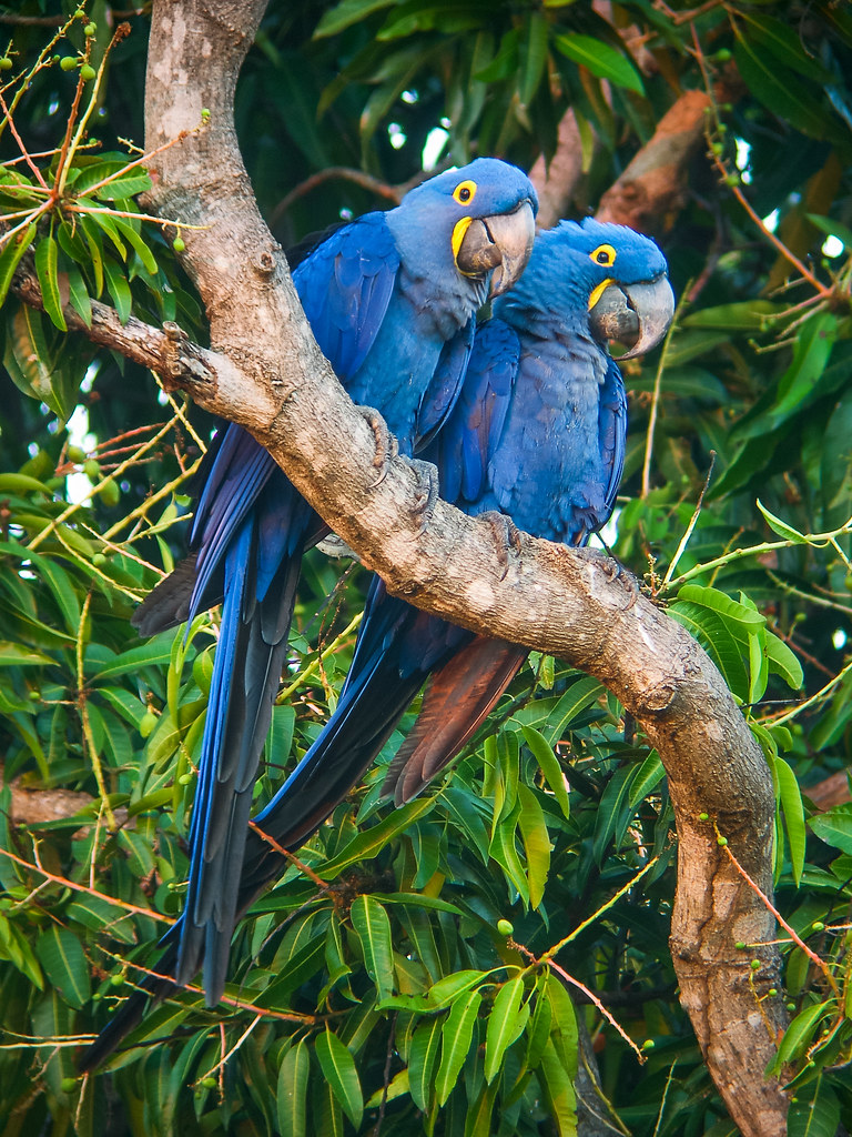 Hyacinth Macaw Anodorhynchus hyacinthinus Caiman Lodge, Ma… Flickr