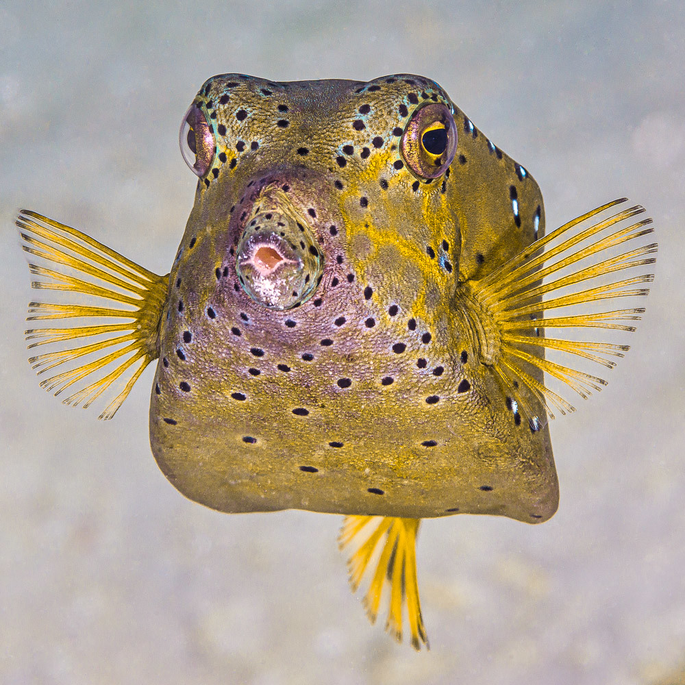 Yellow boxfish, subadult Ostracion cubicus a photo on Flickriver