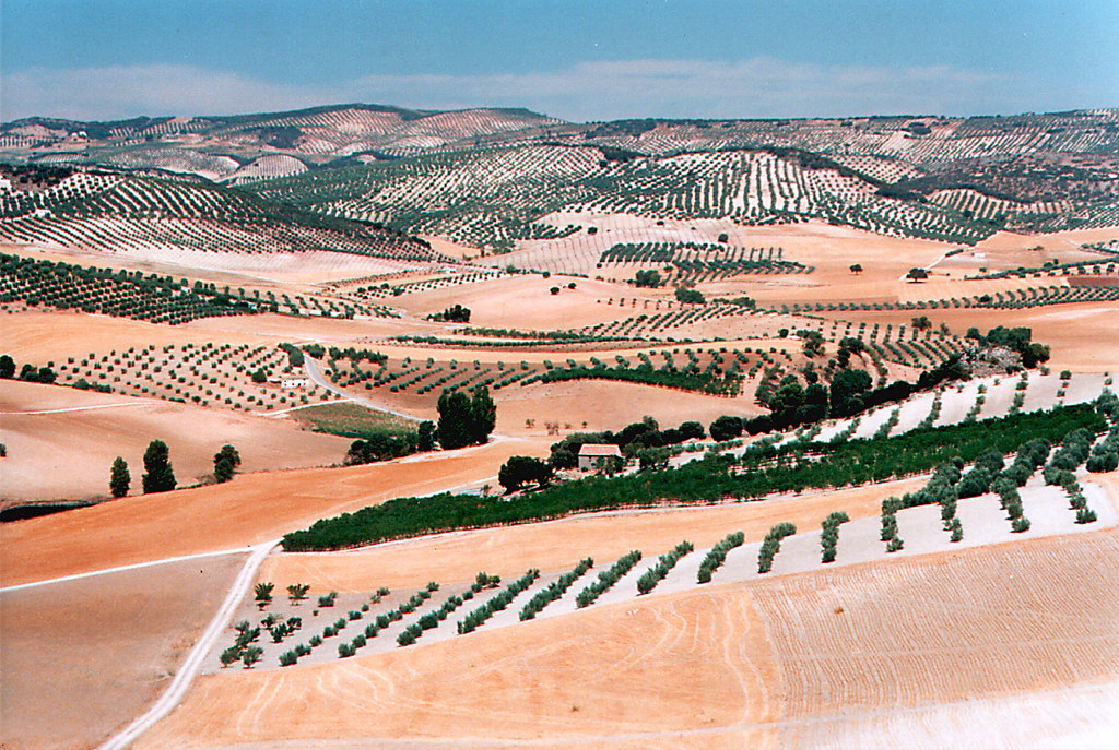 Spain Andalucia Olive Landscape 1 Andalucian landscape… Flickr