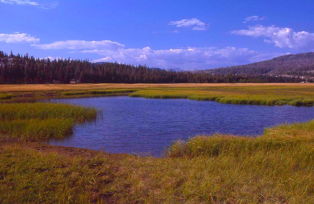 Yellowstone National Park Elk Park south of Norris Geyser … Flickr