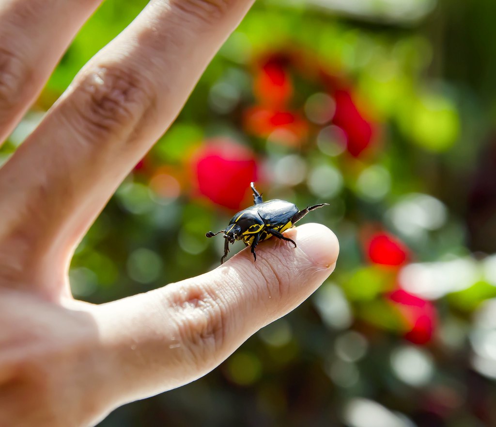 Rutela lineola Rose Bush Beetle (Linnaeus, 1767) Flickr