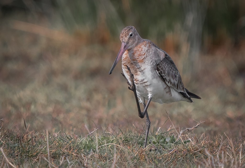 Basil Fawlty Blacktailed Godwit Steven D'Cruze Flickr
