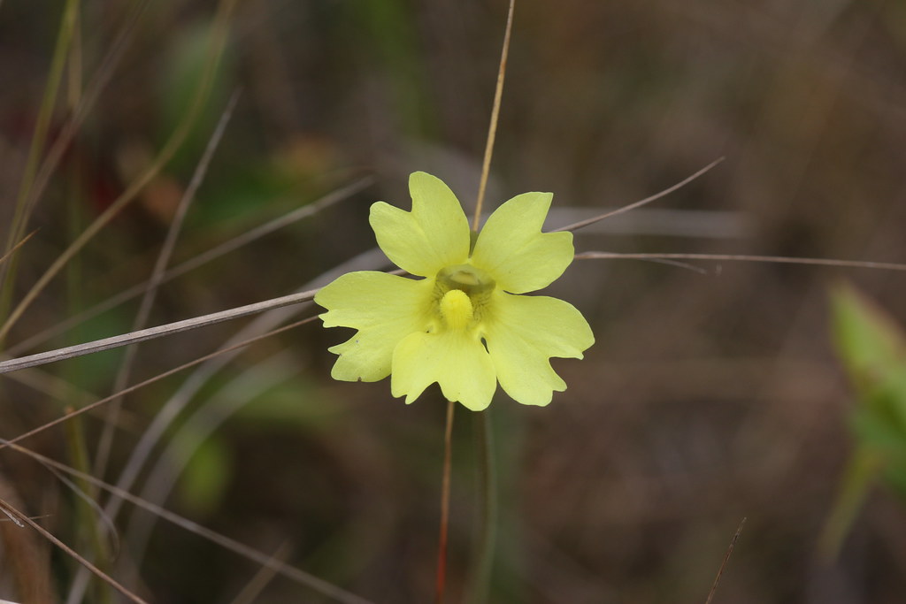 Yellow Butterwort Jobylou45 Flickr