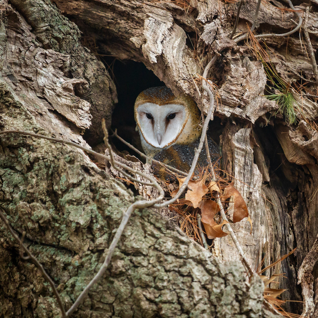 Barn Owl In A Tree Cavity Nest Composite I shot this tre… Flickr