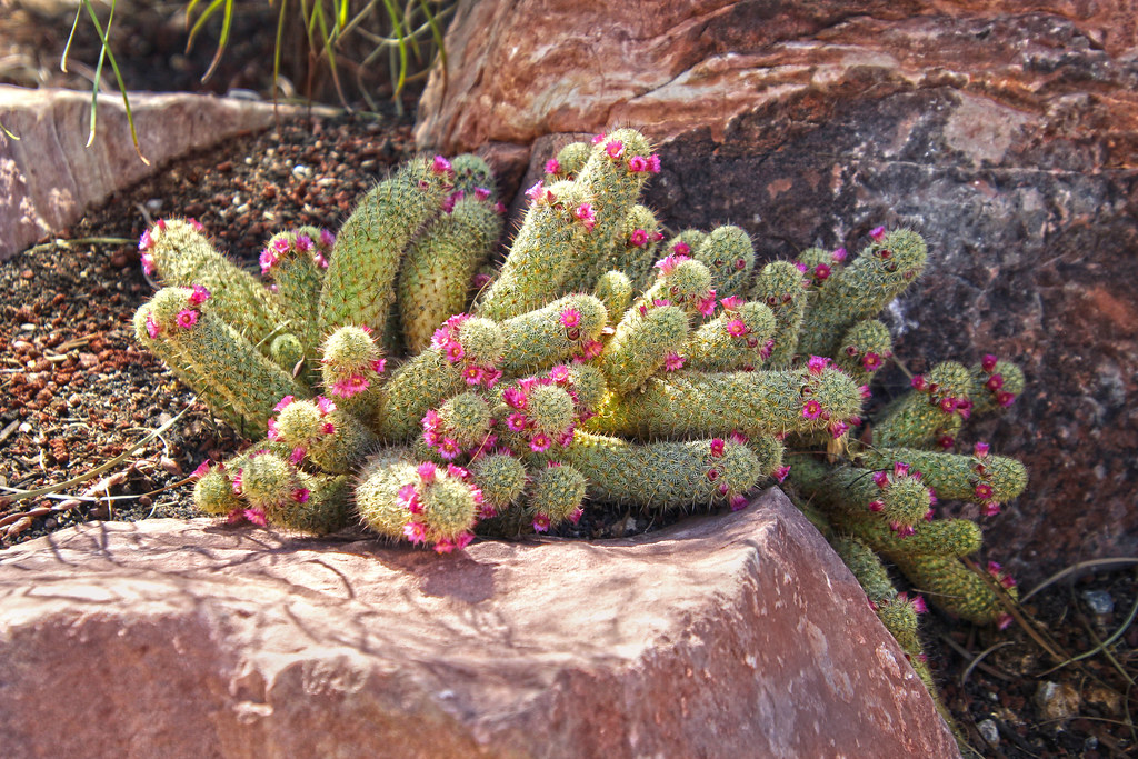 Ladyfinger cactus Mammillaria elongata Renee Grayson Flickr