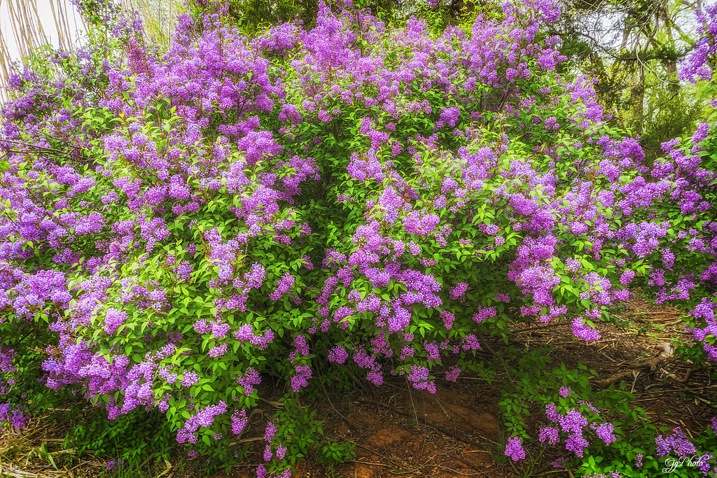 Lilacs J K German Flickr