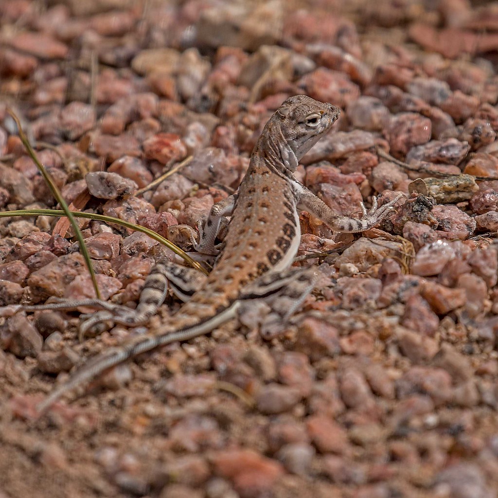 Elegant Earless Lizard (Holbrookia elegans) Aqua Caliente,… Flickr