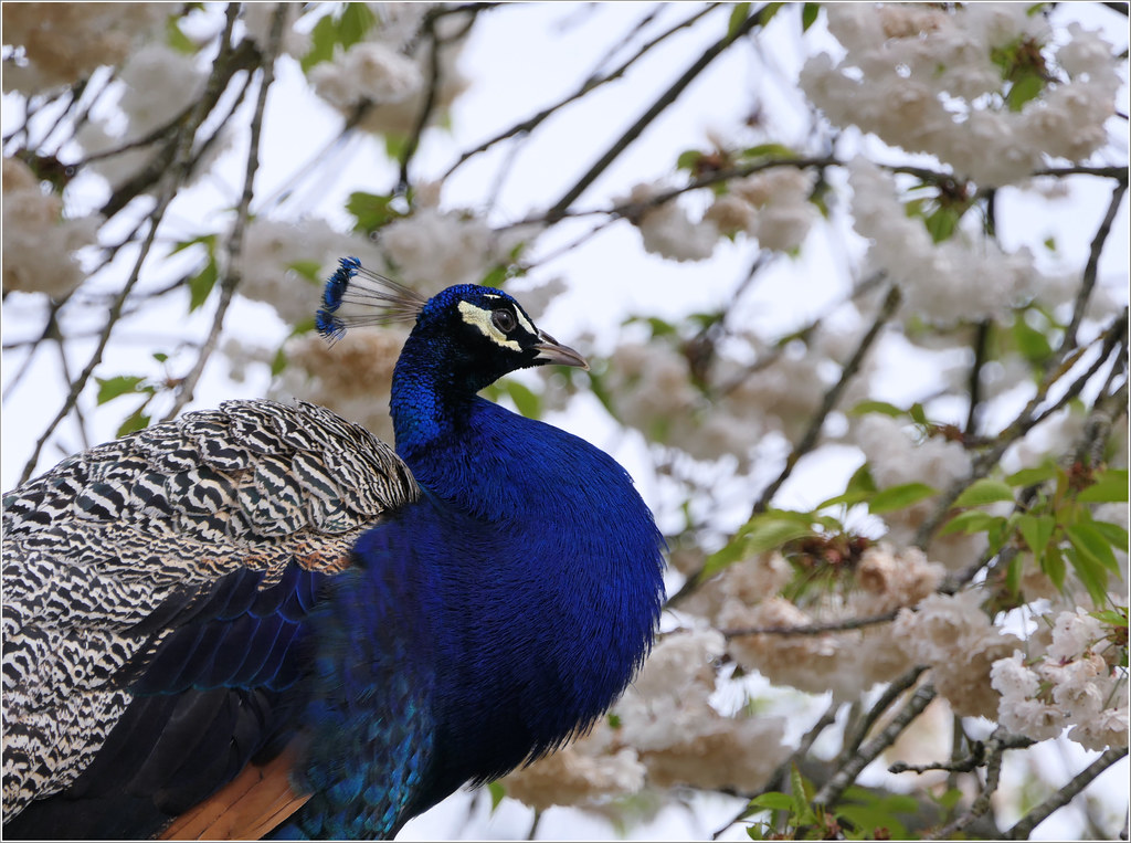 Peacock and Cherry Blossom This handsome Peacock posed amo… Flickr
