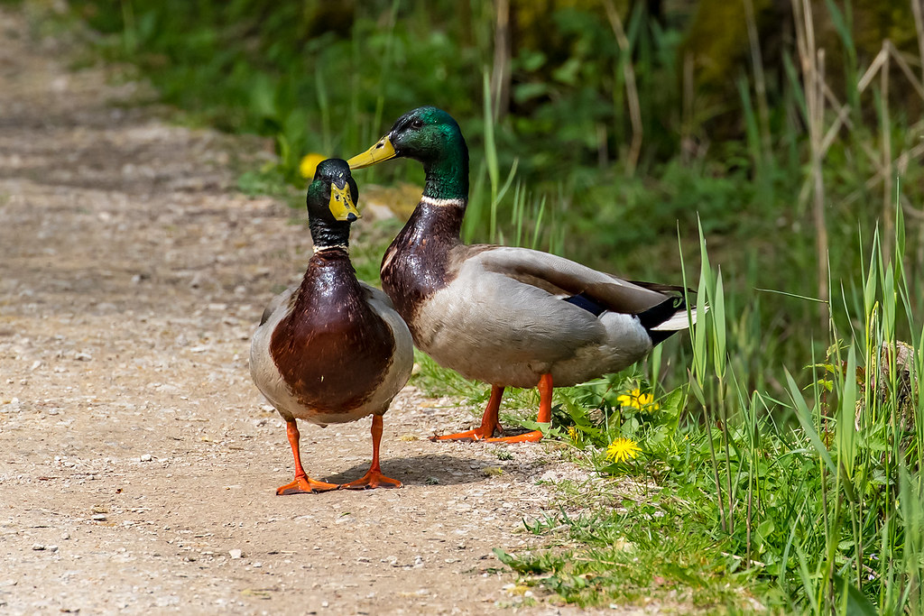 IMG_6177 Leighton Moss Ducks Martin Hodgson Flickr