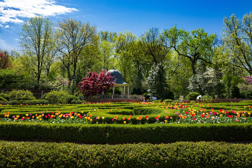 Missouri Botanical Garden Boxwood / 1 A free inside look at company