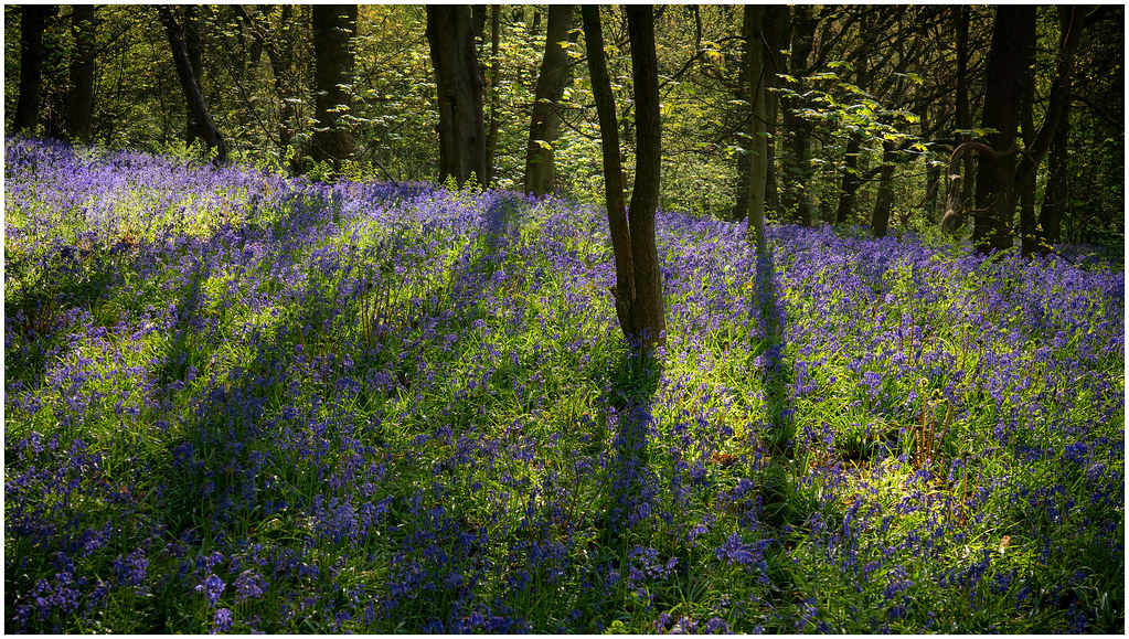 Bluebell Glade David Pulford Flickr