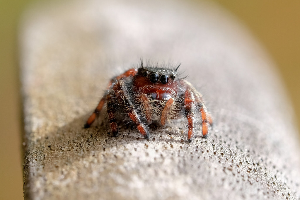 Jumping Spider saying "Hi" Portland, OR jamcconahay Flickr