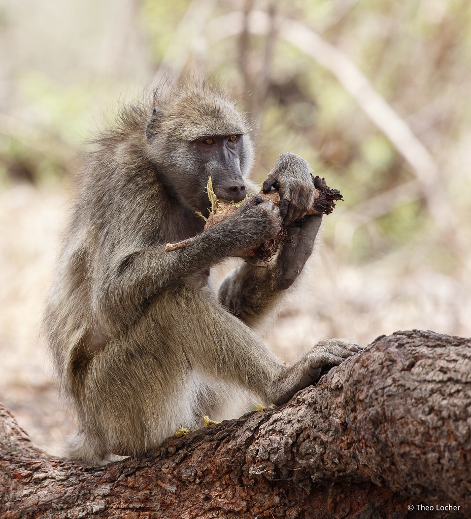 Chacma Baboon 4846 Baboon eating fruit of Sausage Tree (K… Flickr