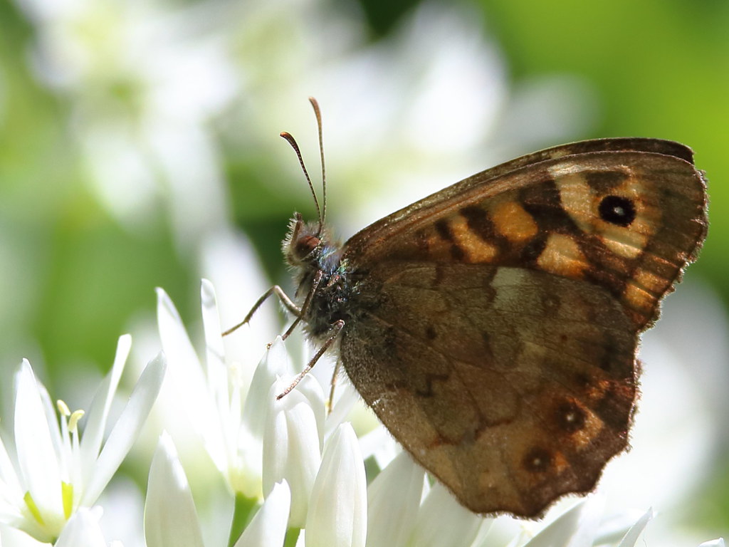 Ugly or beautiful? Butterflies are usually regarded as an … Flickr