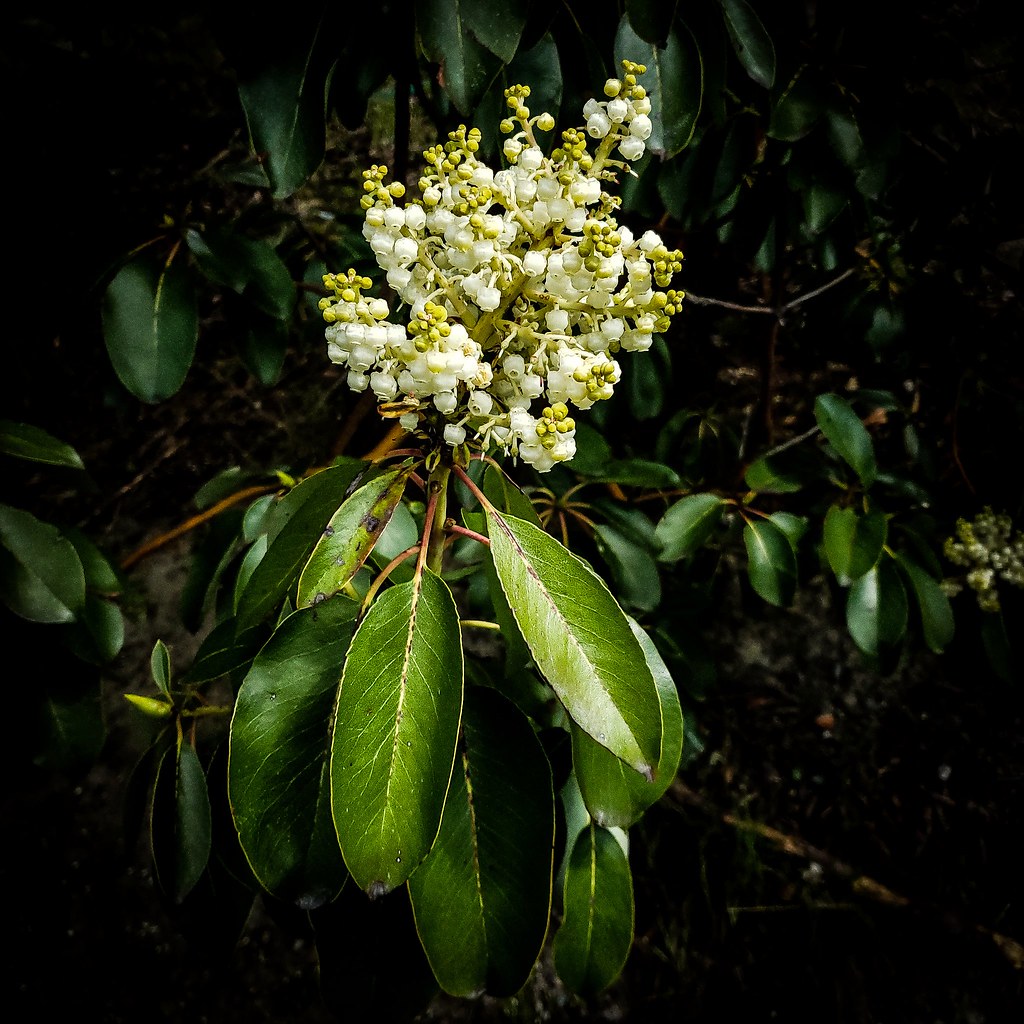 Madrone in bloom The Pacific madrone, a lovely tree, has s… Flickr