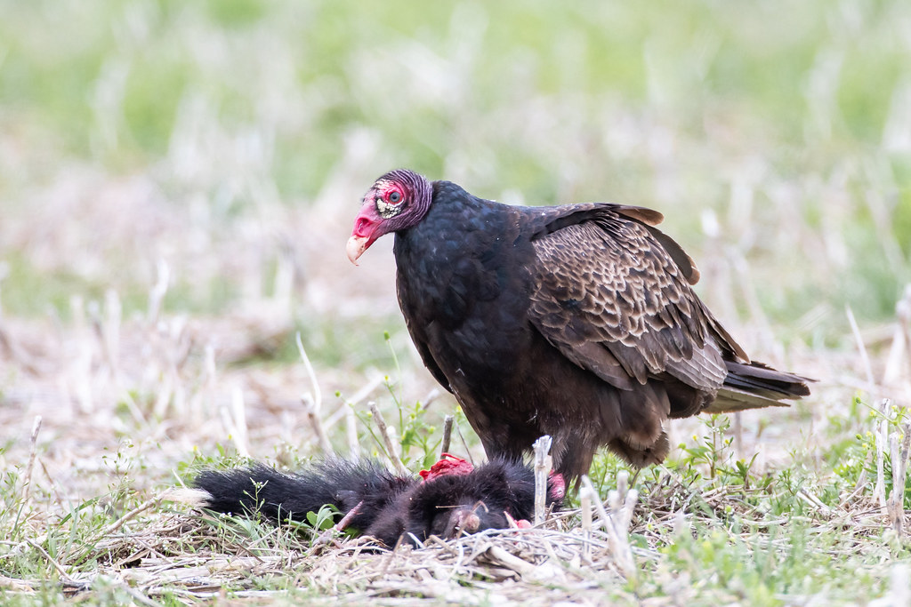 Turkey Vulture, Boone County, Indiana. April 27, 2019 Flickr