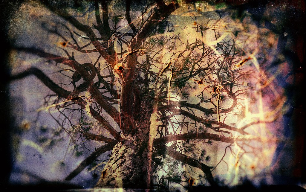 Trees of the Field Isaiah 5512 “For you shall go out wit… Flickr