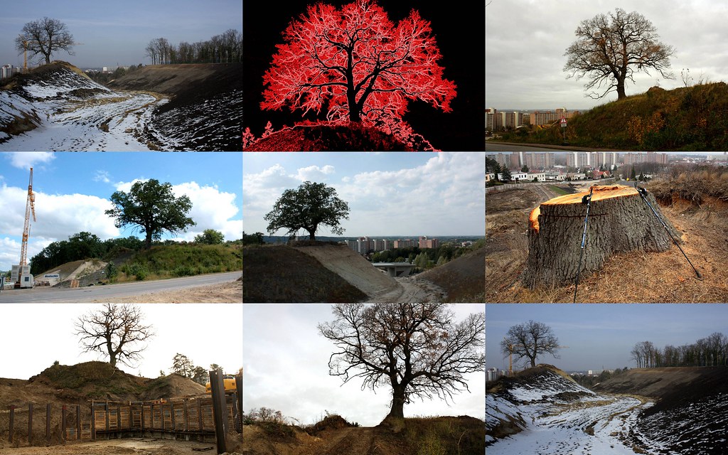Baum Pflanzen Zur Erinnerung cahayurimaguancyty