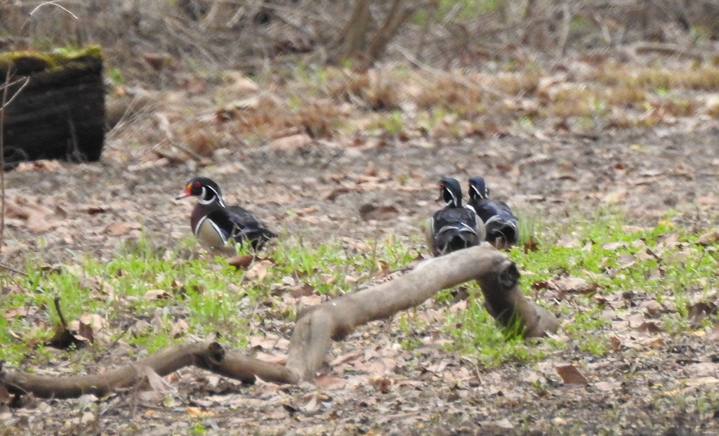 Wood Ducks Selbysport access road Friendsville Md 43019 … Flickr