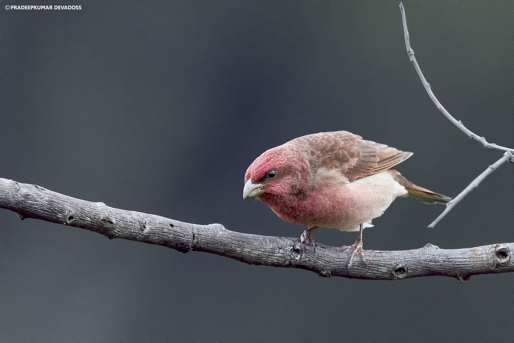 Common Rose Finch male Common Rose Finch male Flickr