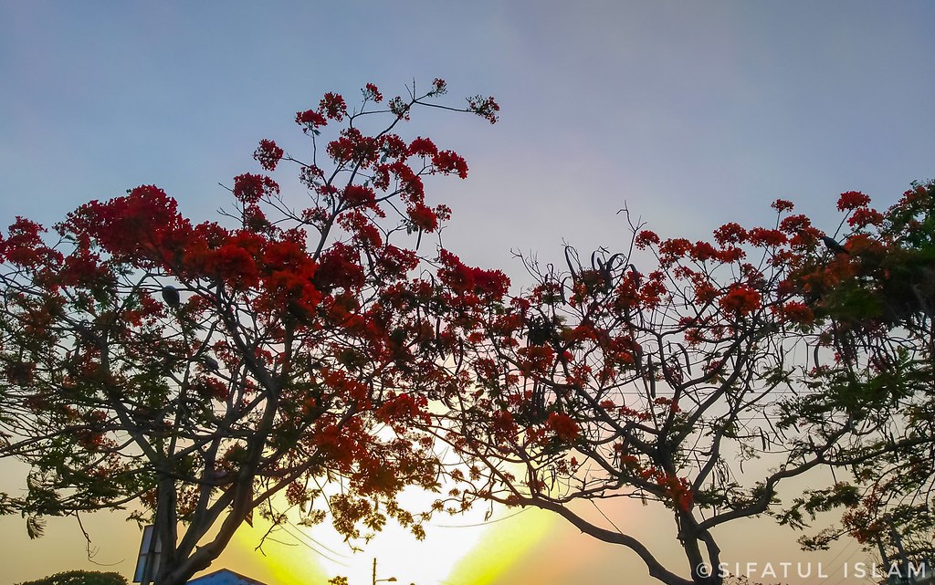 Sunset Royal_Poinciana Sifatul Islam Flickr