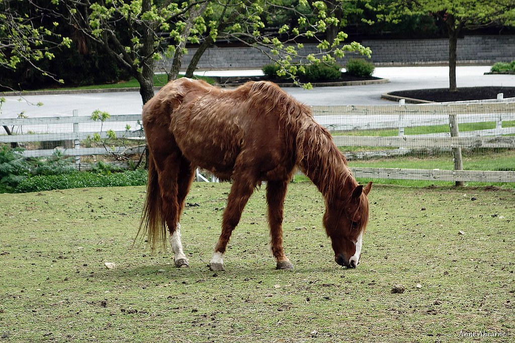 Horse Shedding it's Winter Coat Anne Ahearne Flickr