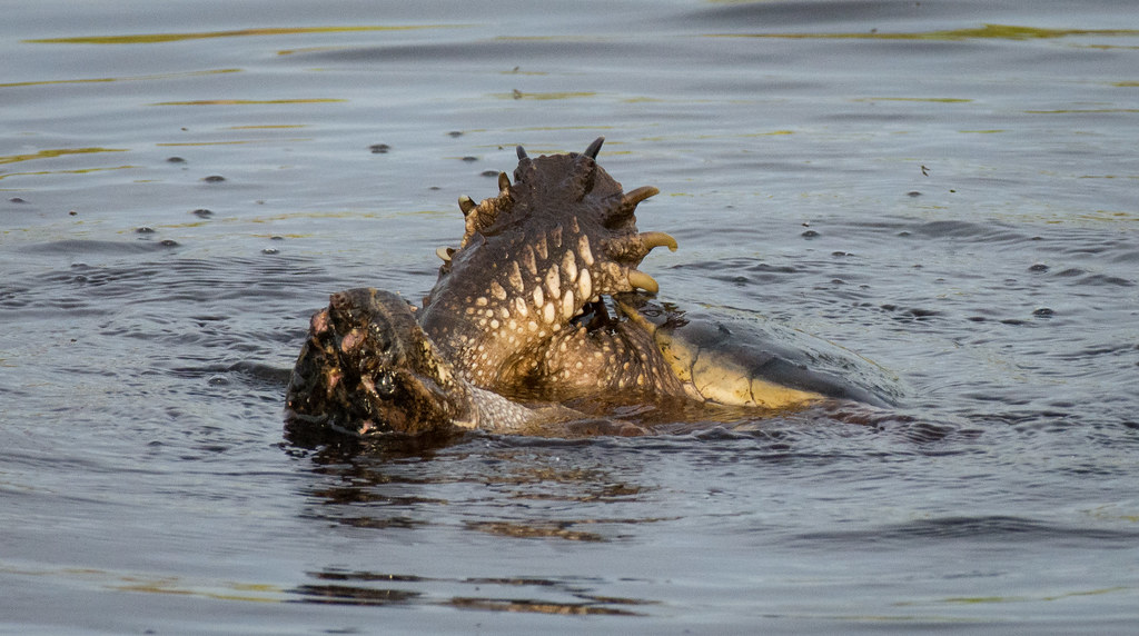 Mating Snapping Turtles (2) At Alligator River National