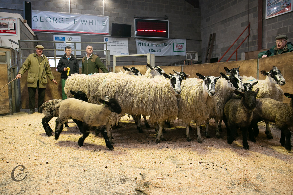 Hogs & Lambs 1959 Barnard Castle Auction Mart Flickr