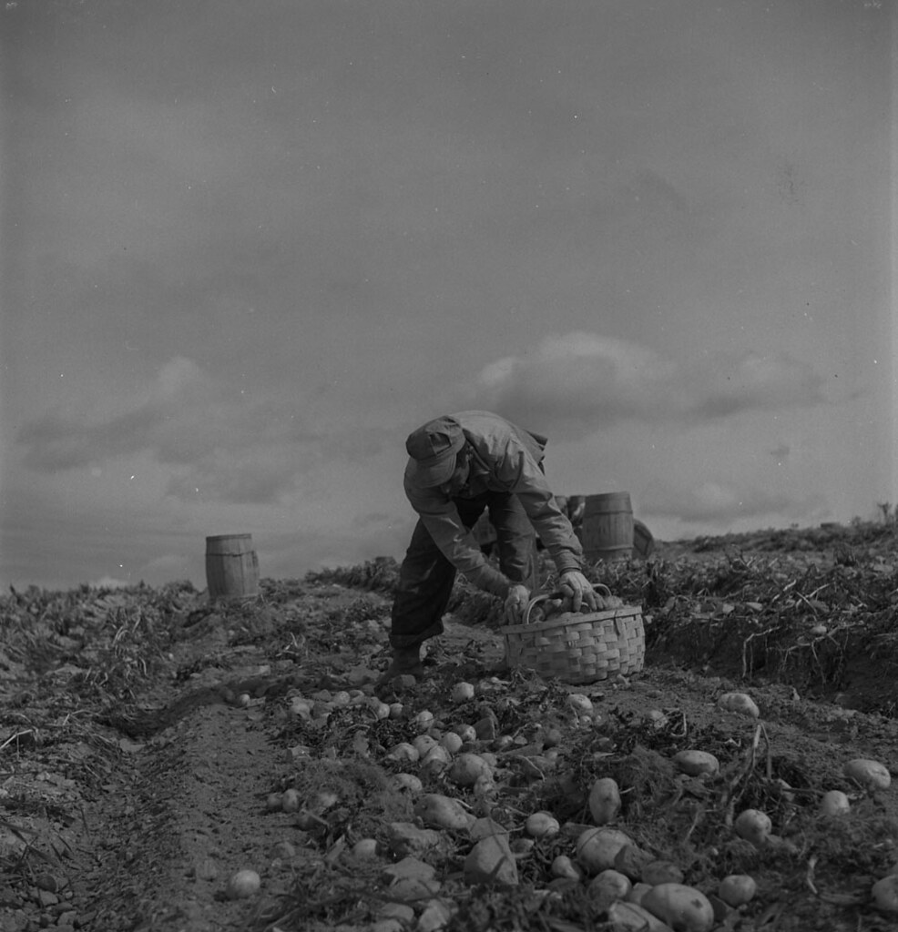 A potato harvest, New Brunswick / Récolte de pommes de terre (Nouveau