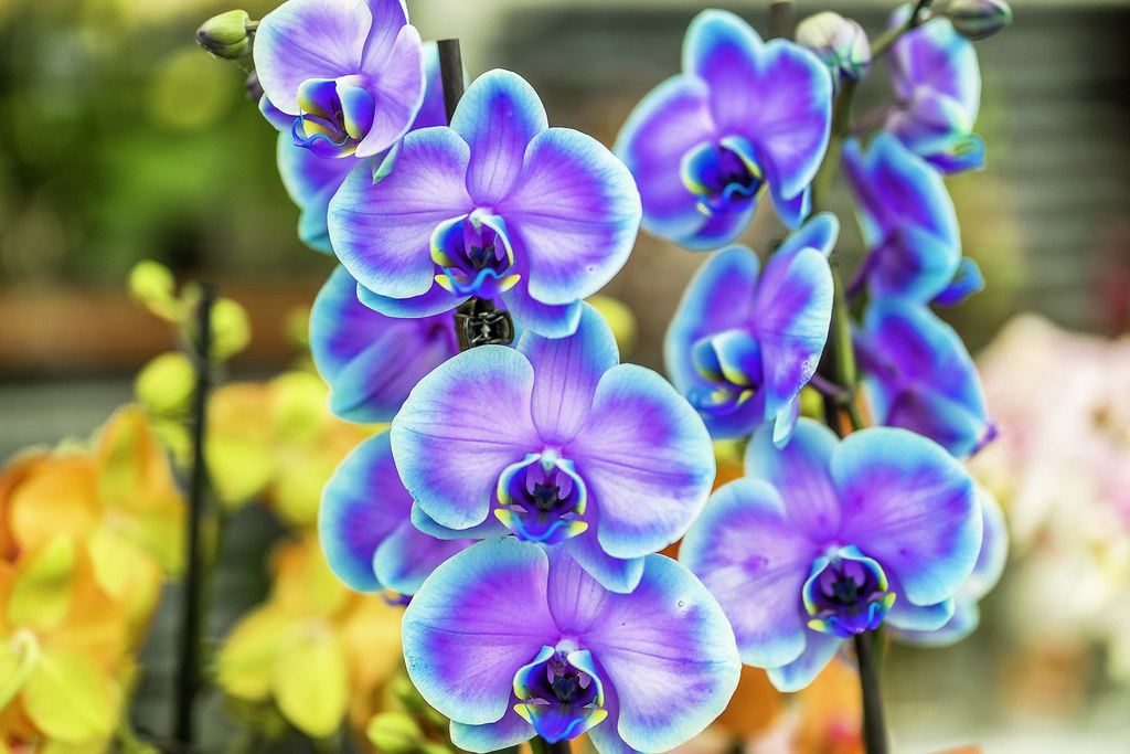 Blue orchids The orchids or orchid plants are a worldwide … Flickr
