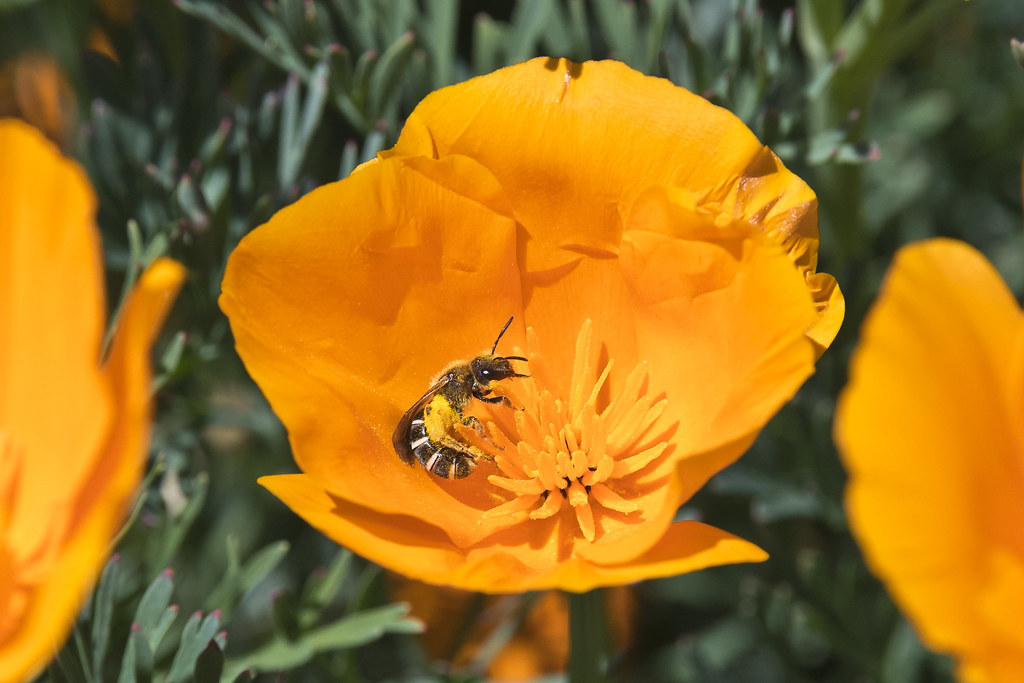 Pauline Kristensen Southern California Flowers For Bees / TOP 10 BEE