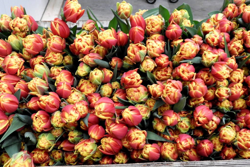 Tulips at Munster Flowers, Slootdorp, Netherlands Tulips r… Flickr