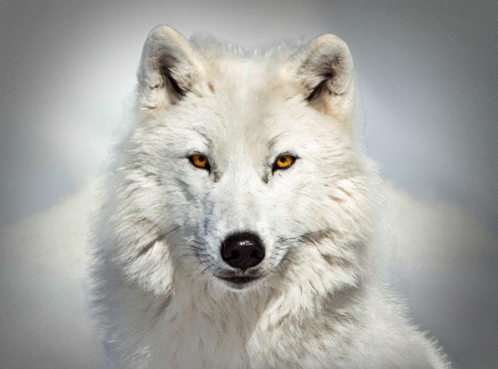 Artic Wolf When Arctic wolves hunt as a pack, one adult me… Flickr