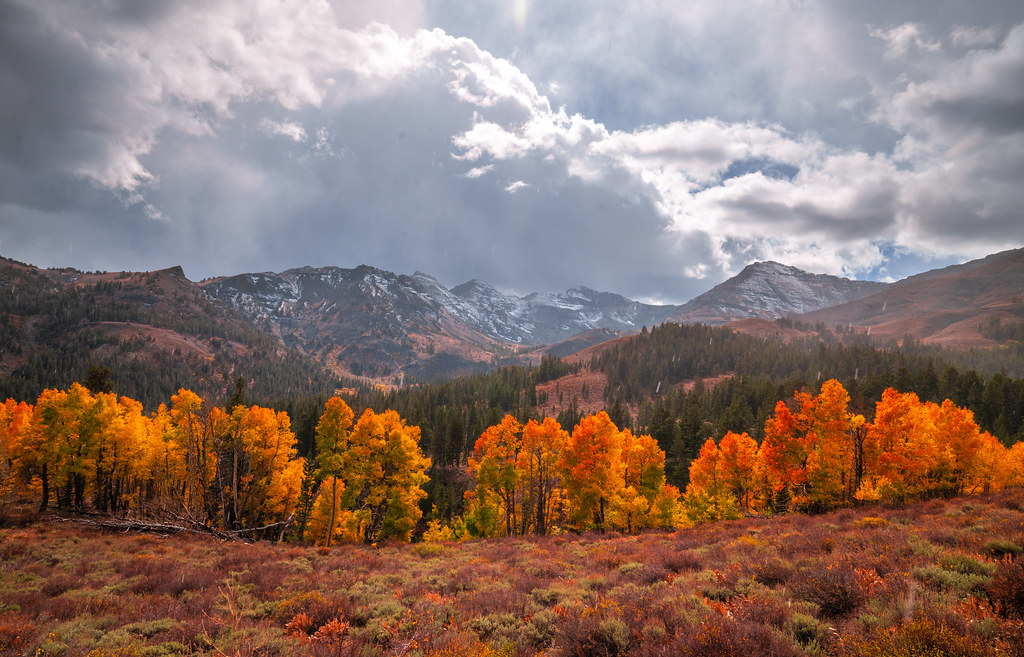 Eastern Sierra Fall Colors 2023