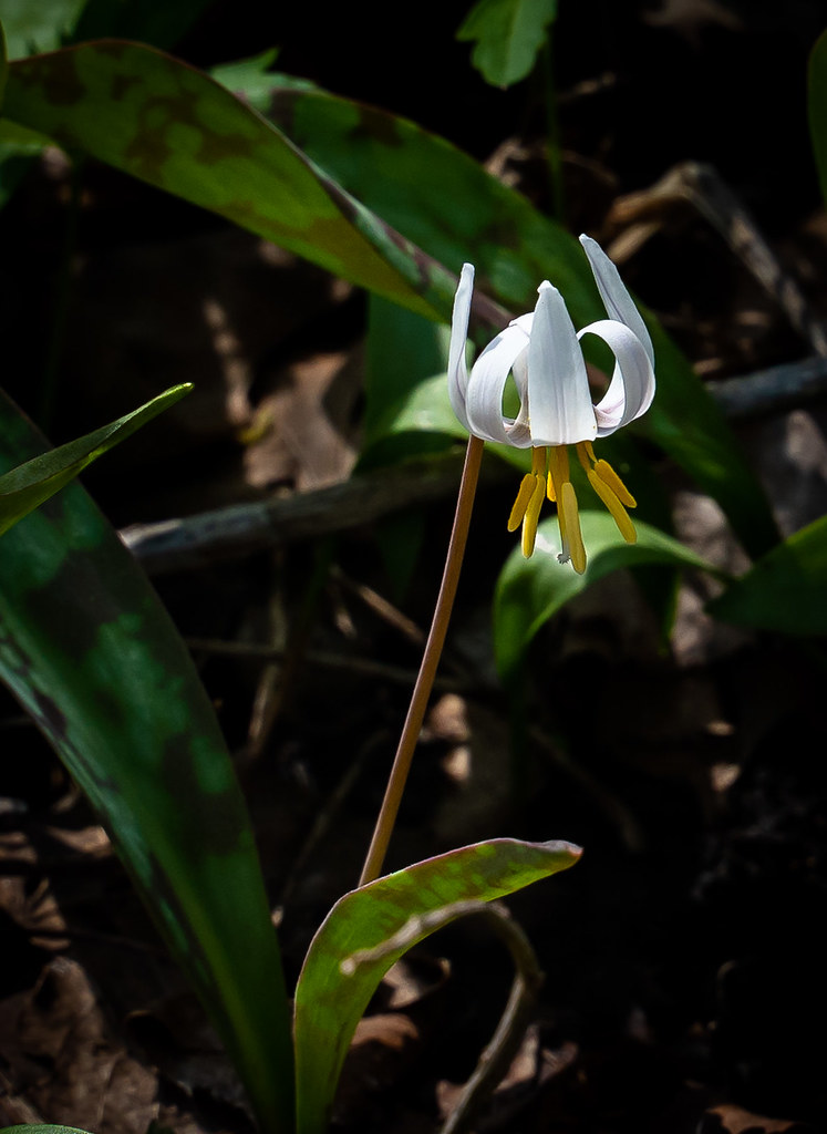 White Trout Lily Nerstrand Big Woods State Park, MN Flickr