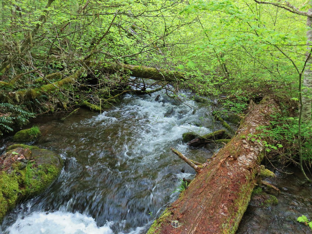 Dog River Trail wanderingyuncks