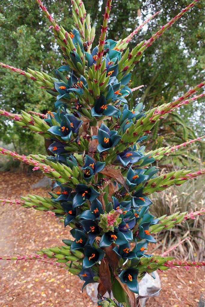 San Diego Botanic Garden, Sunshine Gardens Nursery, Encinitas CA, May 9